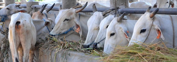 UP’s first cattle fodder bank set up in Mathura