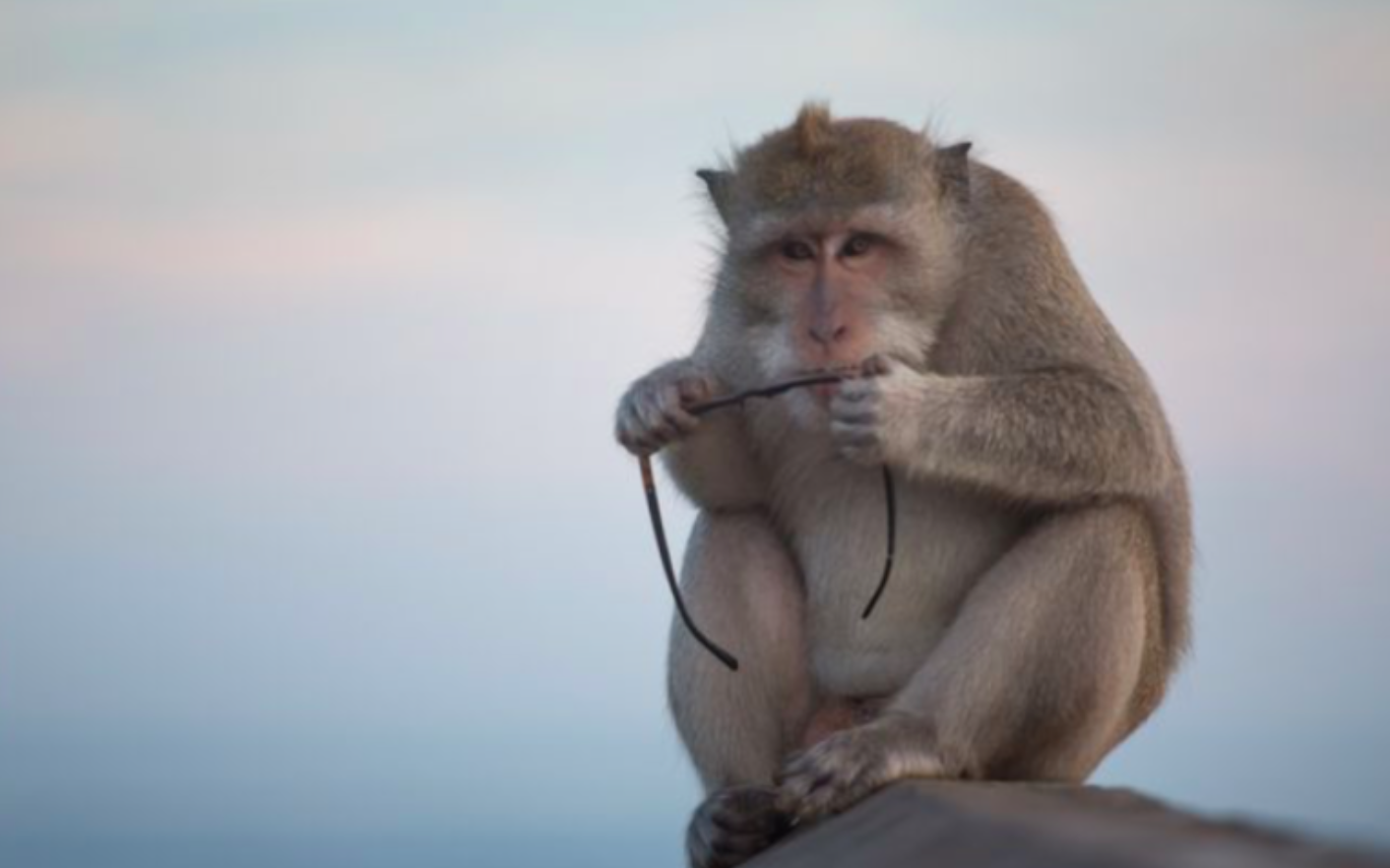 Enraged monkey steals woman's handbag as couple enjoy drink at bar in  Mexico | The US Sun