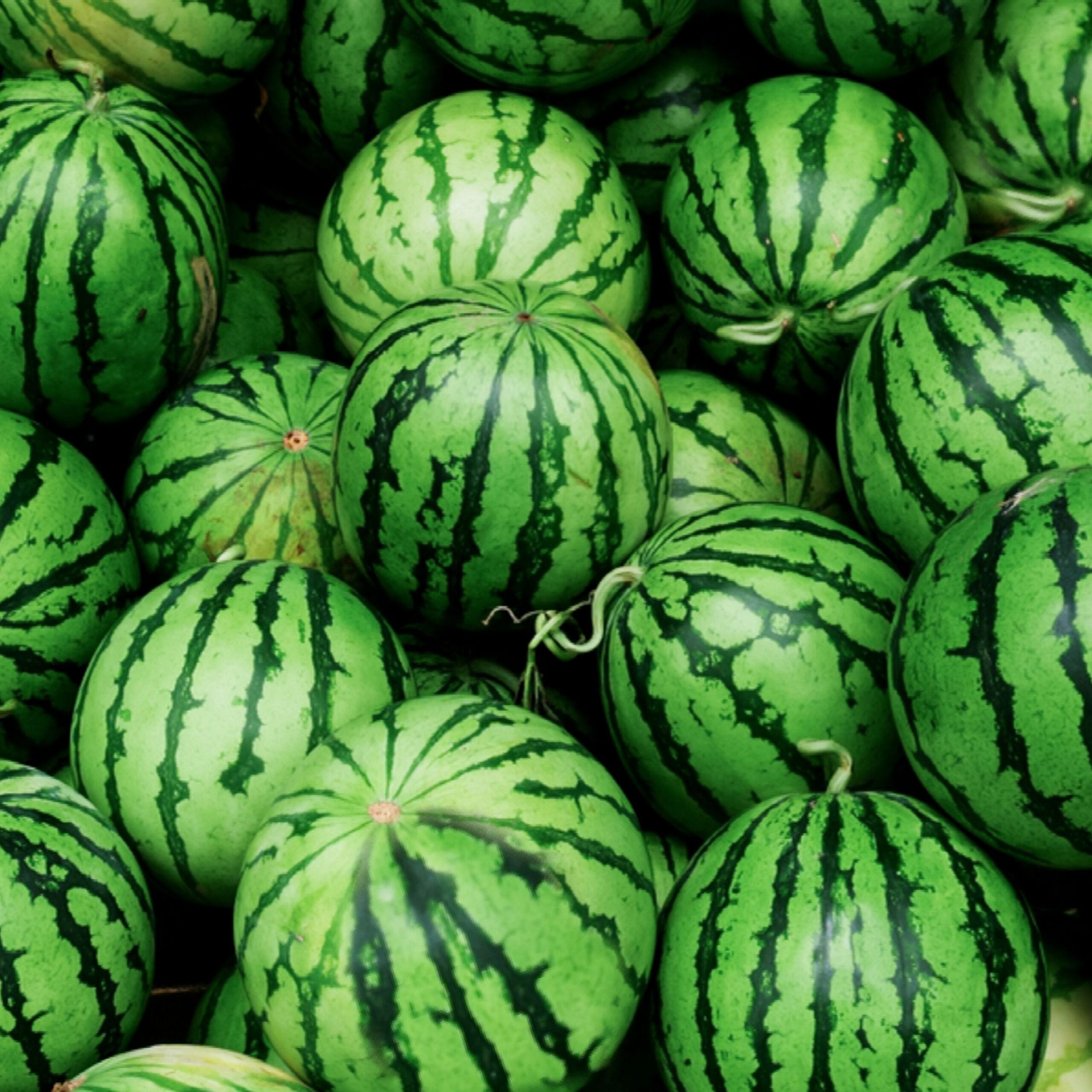 Watermelon Cultivation Declines as Farmers Succumb to Challenges