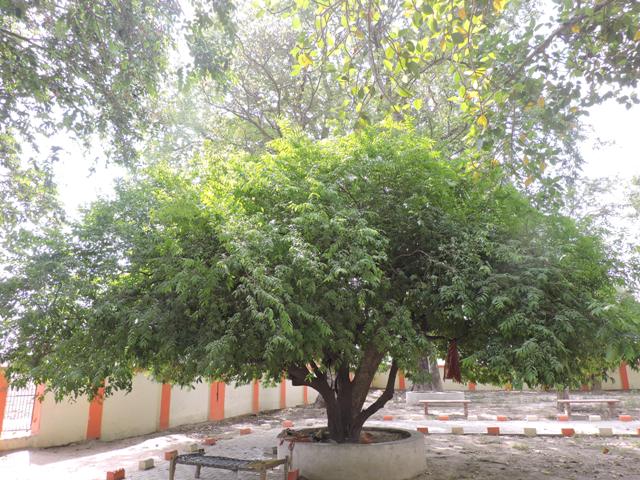 Yamuna Pulin in making: Greenery restoration at Kumbh site