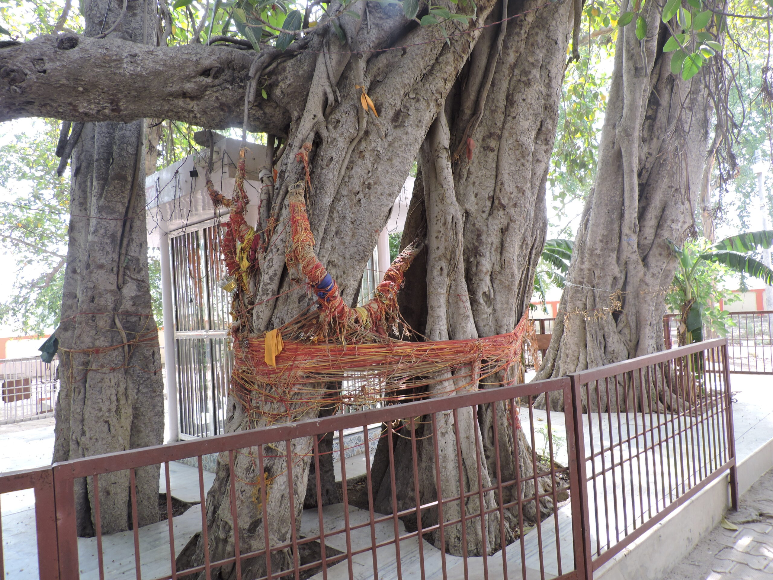Heritage trees of Braj cry for attention