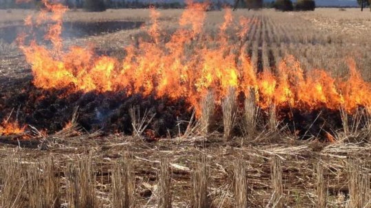 Highest stubble burning of Braj reported in Chhata and Nandgaon