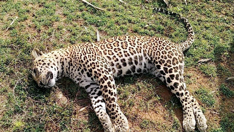 Leopard found dead in Ahilyaganj forest in Vrindavan