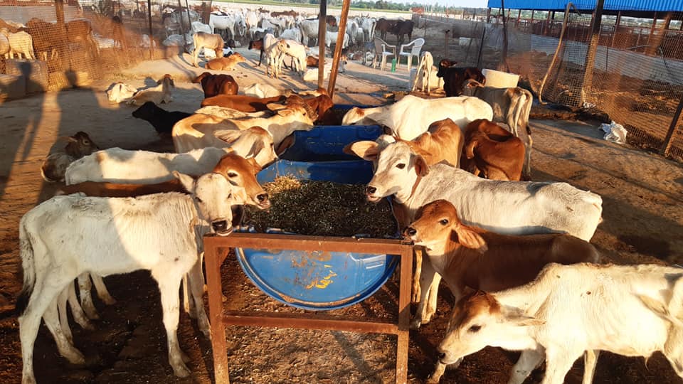 Lack of food and water kills three cows in Rawal Goshala