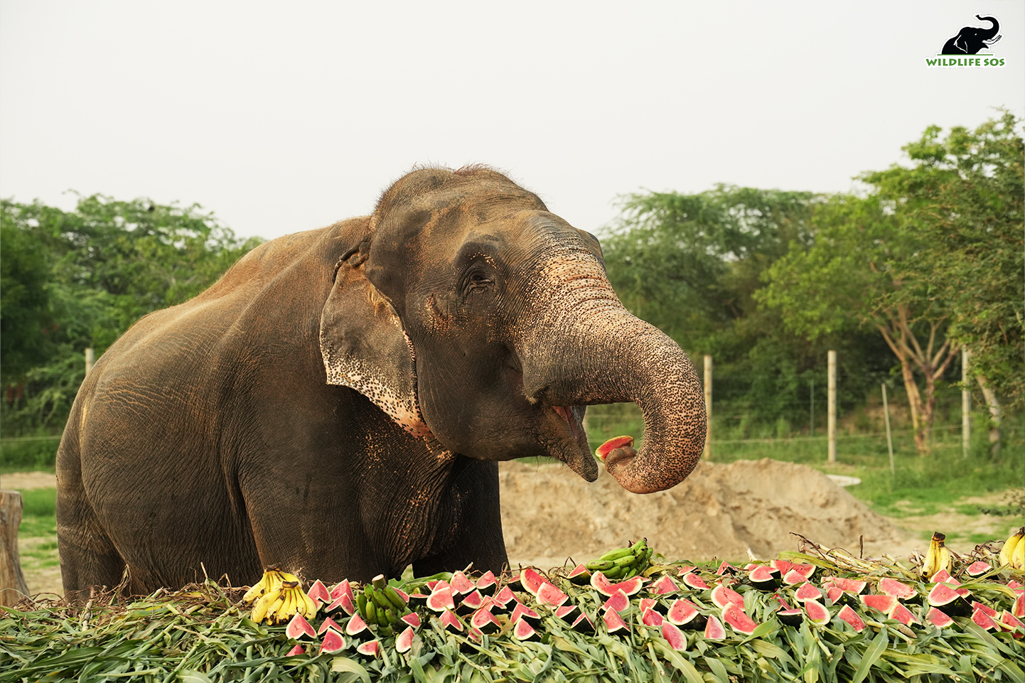 Raju, the elephant enters tenth year of freedom
