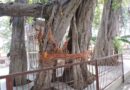 Reviving Green Heritage: 26 Sacred Trees to be protected