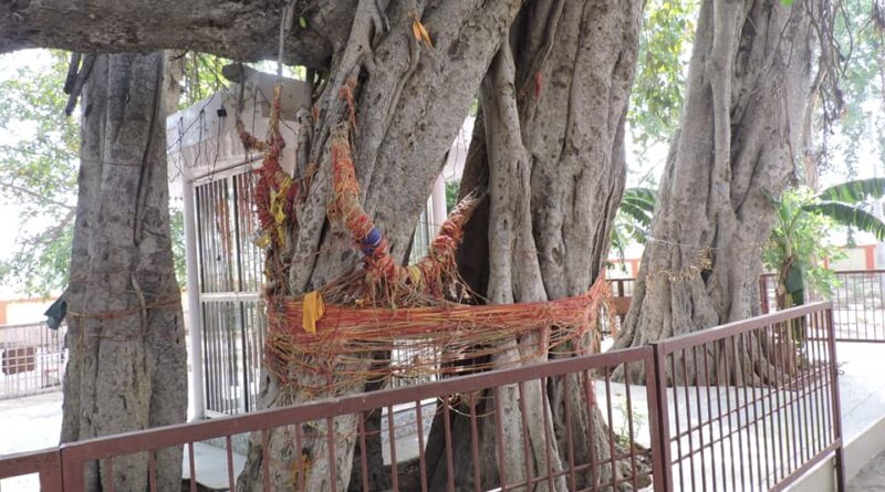 Reviving Green Heritage: 26 Sacred Trees to be protected