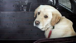 Fake Devotion: Dog Dies inside a Locked Car