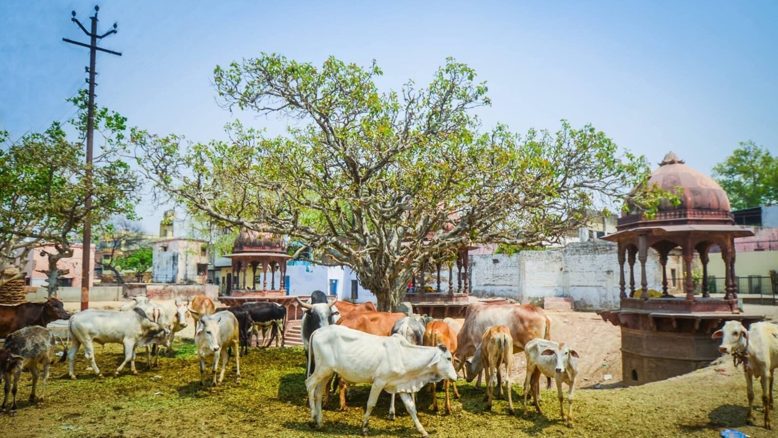 Gau seva in Vrindavan turned into a fraud enterprise? Police Begins Probe