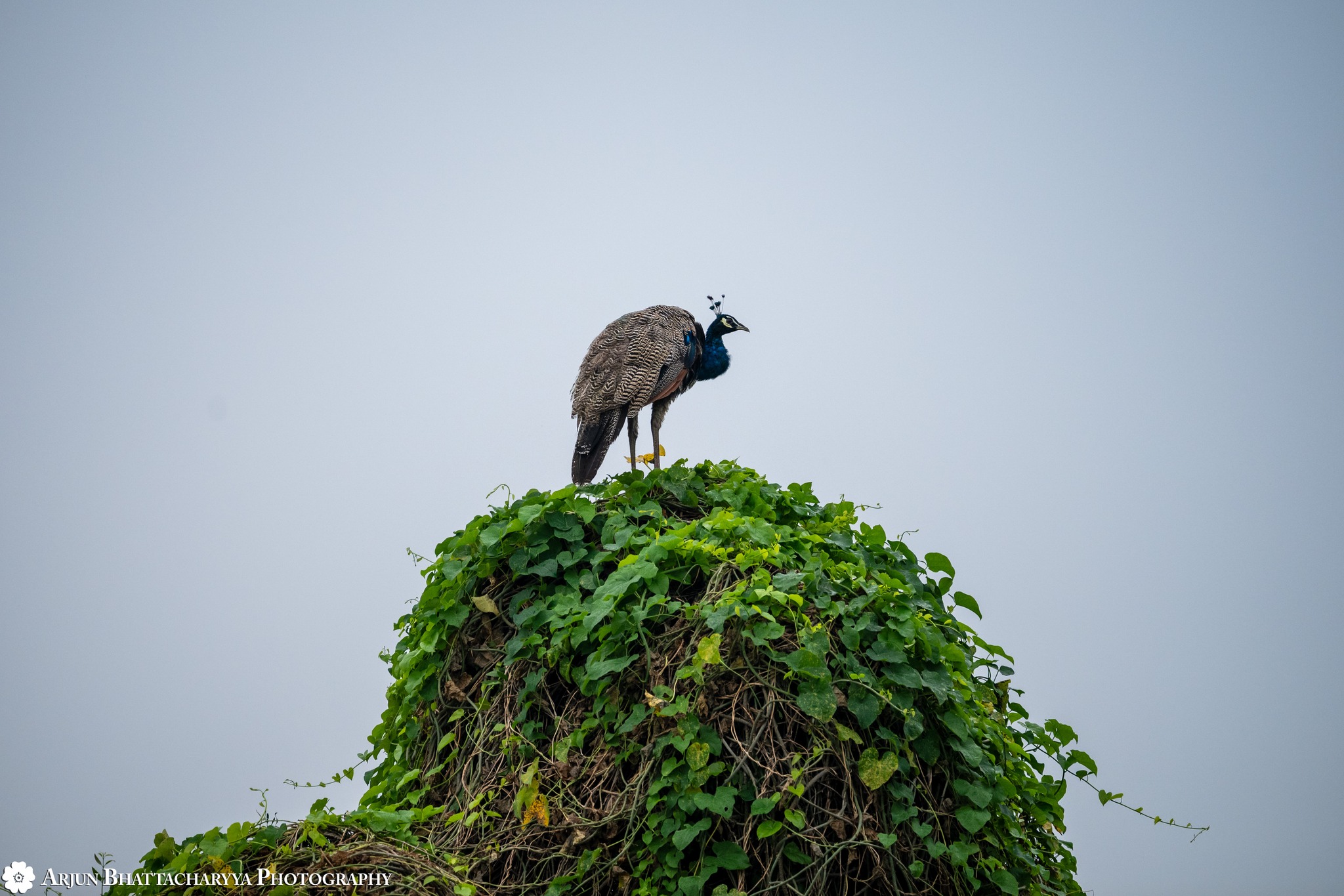Vrindavan Is the Deity Itself: A Shastric Perspective